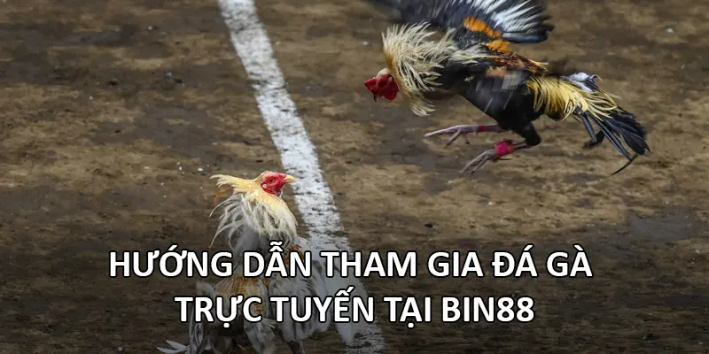 Hướng dẫn tham gia đá gà trực tuyến tại Bin88