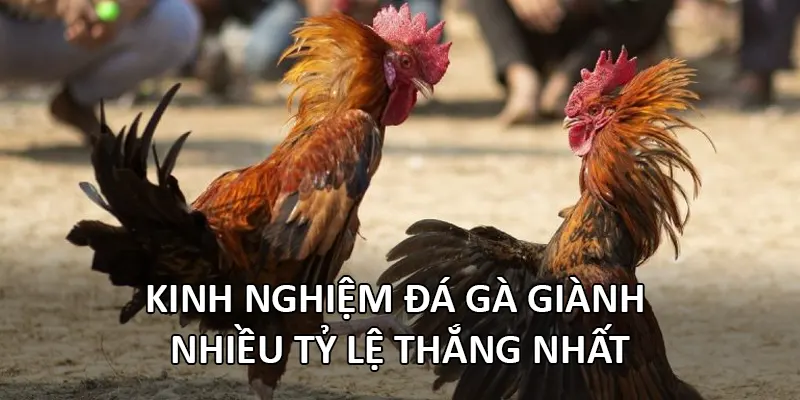 Kinh nghiệm đá gà giành nhiều tỷ lệ thắng nhất